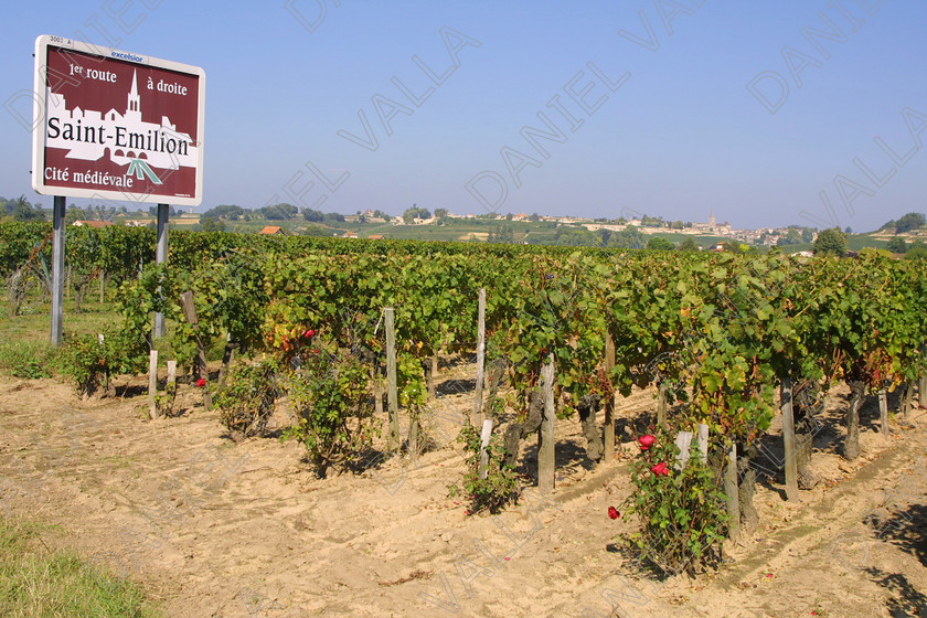 StEmilion vines09779 
 St Emilion Vinyard with ripe Grapes 
 Keywords: wine grape ripe red [saint Emilion], France claret merlot