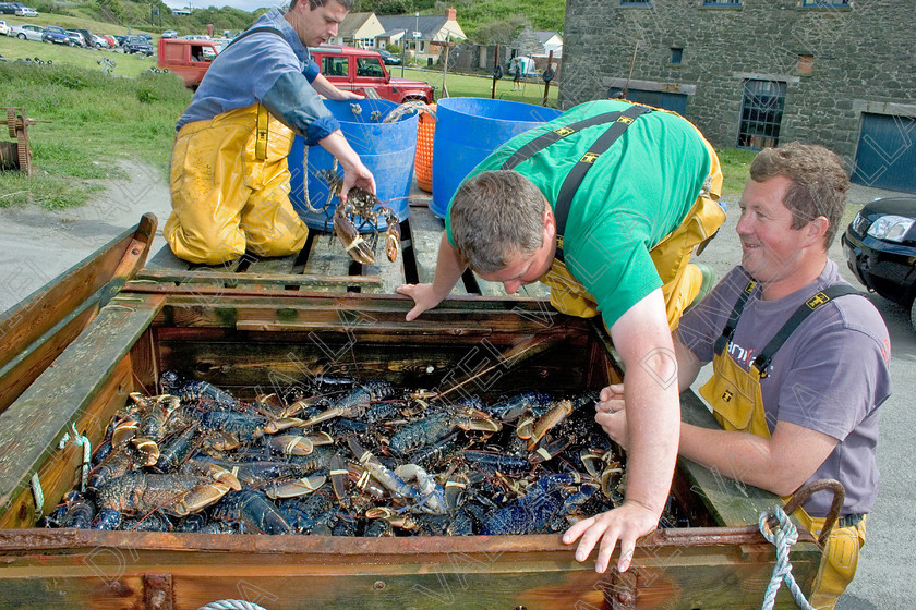 53556 Lobsters 
 Fishing Lobsters 
 Keywords: lobster seafood Porthgain pembrokeshire sea farming crab claws