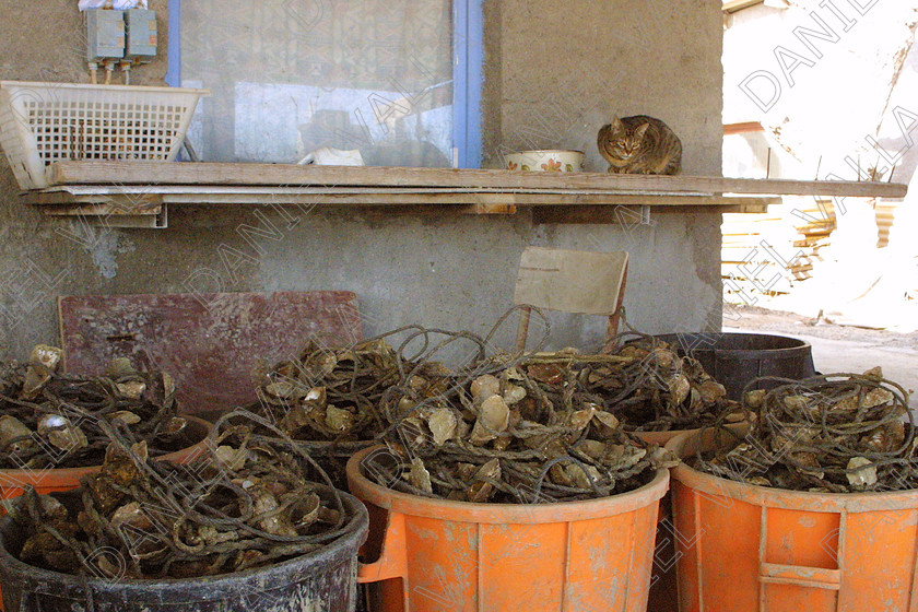 OisterFarm1101 
 Oister Farming Sete France 
 Keywords: Oister ostreiculture farming sea mussels moules mediterranee sea food fish