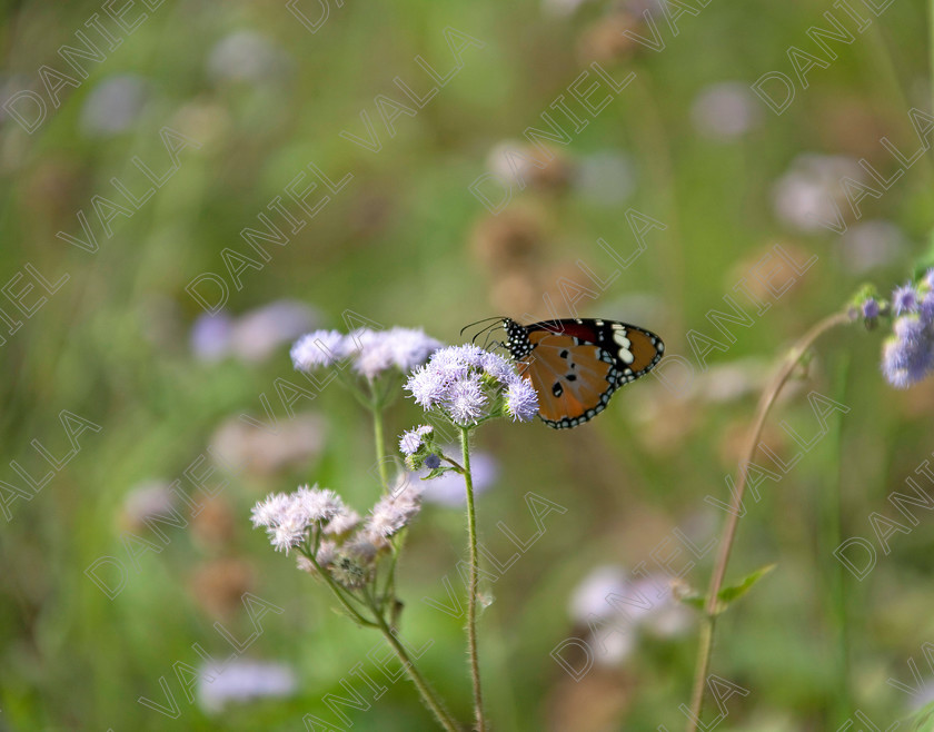 93216 Nepal-Butterfly 
 Female Plain Tiger Butterfly (Danaus chrysippus) feeding on flower 
 Keywords: butterfly tiger flower orange nepal wildlife papillon lepidoptera