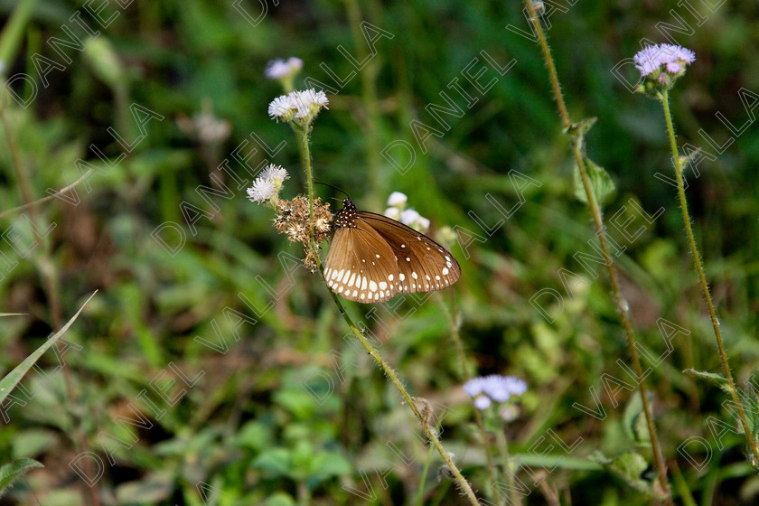 93238 Nepal-Butterfly 
 Butterfly on blue flower 
 Keywords: butterfly flower nectar insect nepal garden brown blue