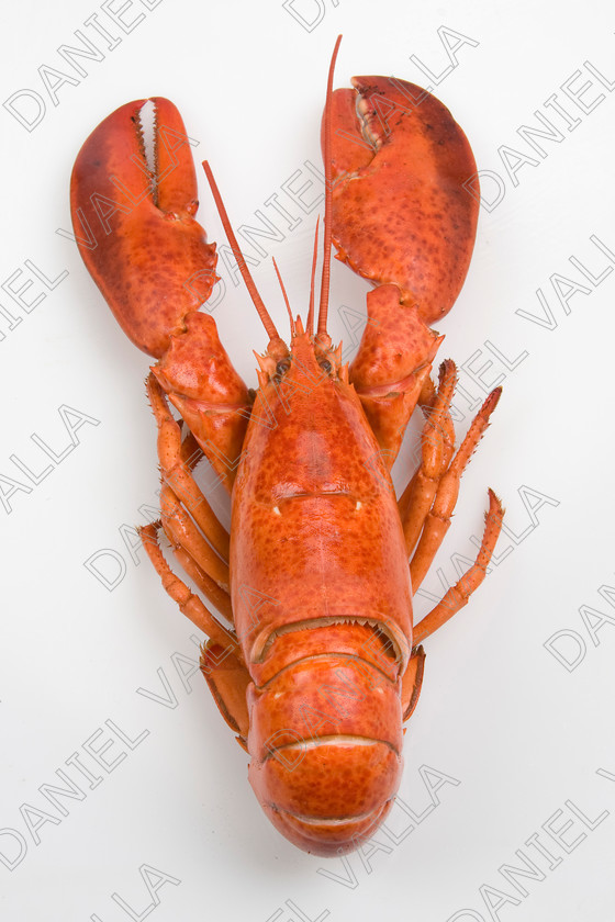 82577 Lobster 
 Coocked red lobster on white background 
 Keywords: Homard seafood crustacean expensive shellfish food protein luxury Lobster Astice Homarus vulgaris claw pinch pince cooking cuisine lobster thermidor recipe recette