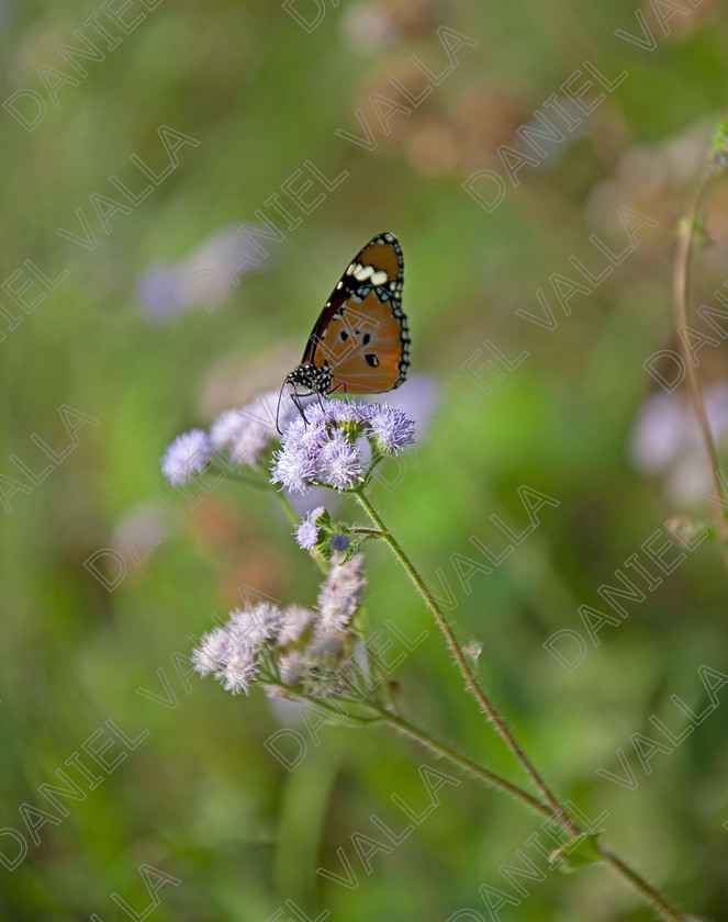 93218 Nepal-Butterfly 
 Female Plain Tiger Butterfly (Danaus chrysippus) feeding on flower 
 Keywords: butterfly tiger flower orange nepal wildlife papillon lepidoptera