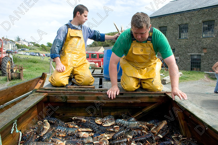 53554 Lobsters 
 Fishing Lobsters 
 Keywords: lobster seafood Porthgain pembrokeshire sea farming crab claws