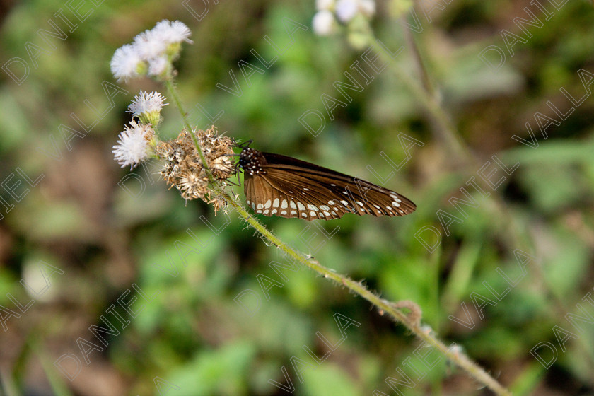 93242 Nepal-Butterfly 
 Butterfly on blue flower 
 Keywords: butterfly flower nectar insect nepal garden brown blue