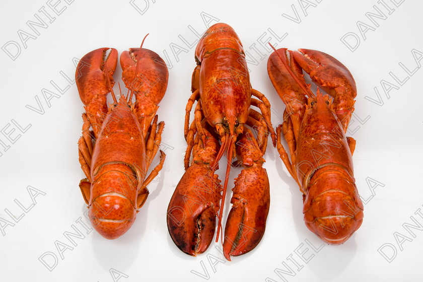 82575 Lobster 
 Coocked red lobster on white background 
 Keywords: Homard seafood crustacean expensive shellfish food protein luxury Lobster Astice Homarus vulgaris claw pinch pince cooking cuisine lobster thermidor recipe recette