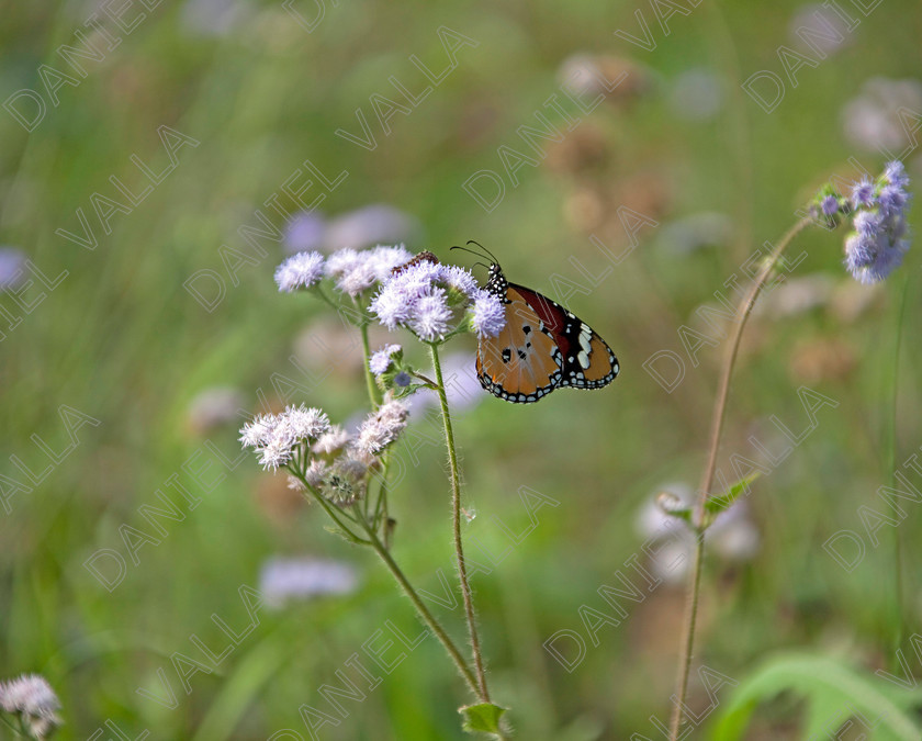 93215 Nepal-Butterfly 
 Female Plain Tiger Butterfly (Danaus chrysippus) feeding on flower 
 Keywords: butterfly tiger flower orange nepal wildlife papillon lepidoptera