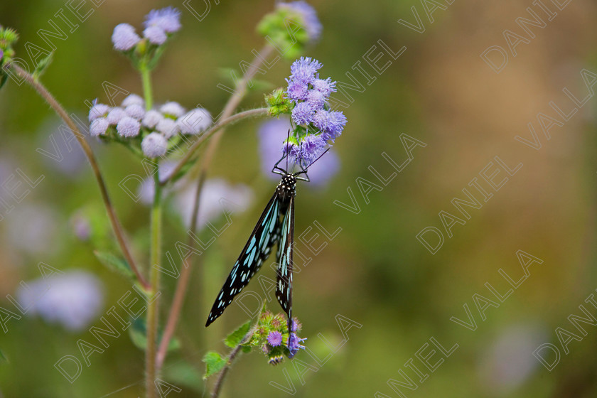 93246 Nepal-Butterfly 
 Butterfly on blue flower 
 Keywords: butterfly flower nectar insect nepal garden brown blue