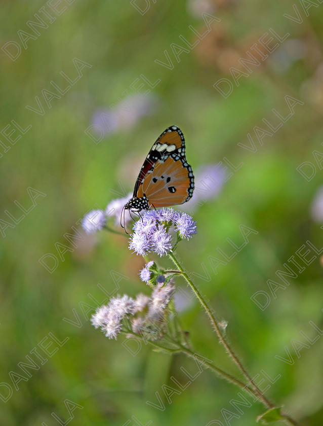 93219 Nepal-Butterfly 
 Female Plain Tiger Butterfly (Danaus chrysippus) feeding on flower 
 Keywords: butterfly tiger flower orange nepal wildlife papillon lepidoptera