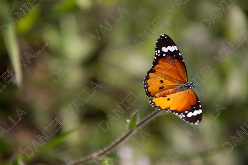 93226 Nepal-Butterfly 
 Female Plain Tiger Butterfly (Danaus chrysippus) feeding on flower 
 Keywords: butterfly tiger flower orange nepal wildlife papillon lepidoptera