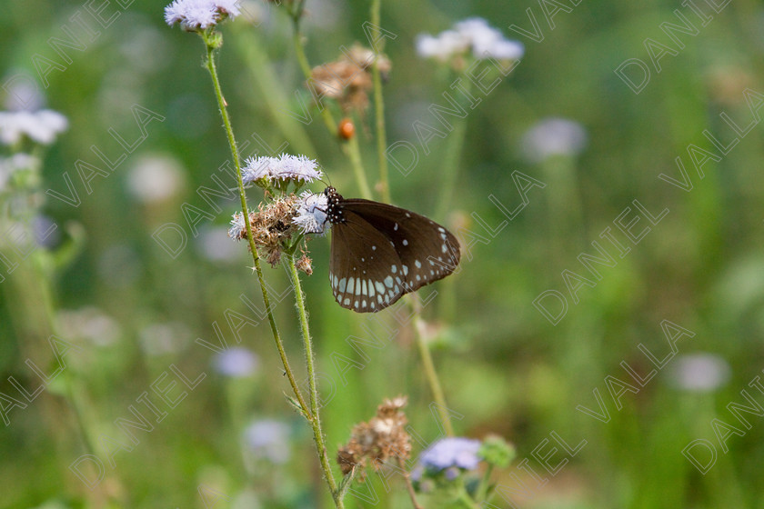 93236 Nepal-Butterfly 
 Butterfly on blue flower 
 Keywords: butterfly flower nectar insect nepal garden brown blue