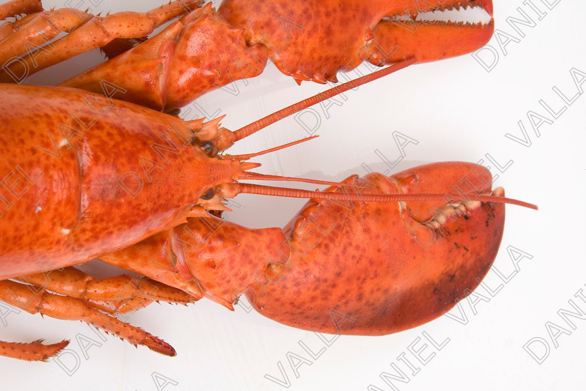 82581 Lobster 
 Coocked red lobster on white background 
 Keywords: Homard seafood crustacean expensive shellfish food protein luxury Lobster Astice Homarus vulgaris claw pinch pince cooking cuisine lobster thermidor recipe recette