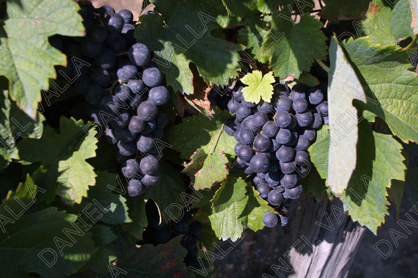 StEmilion vines09776 
 St Emilion Vinyard with ripe Grapes 
 Keywords: wine grape ripe red [saint Emilion], France claret merlot