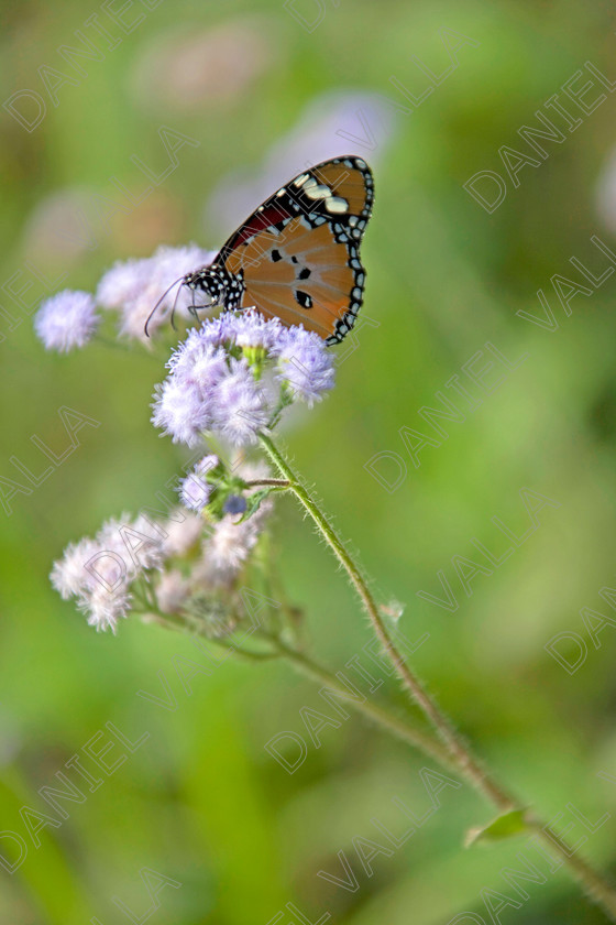 93223 Nepal-Butterfly 
 Female Plain Tiger Butterfly (Danaus chrysippus) feeding on flower 
 Keywords: butterfly tiger flower orange nepal wildlife papillon lepidoptera