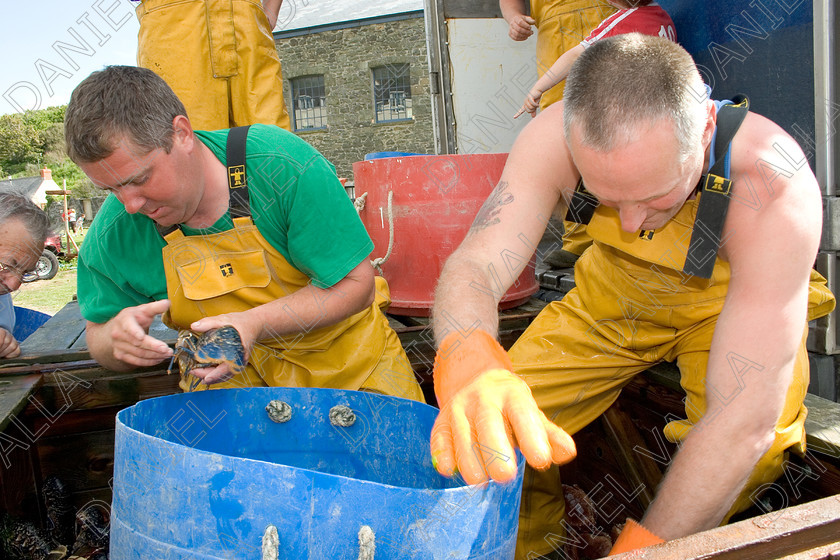 53563 Lobsters 
 Fishing Lobsters 
 Keywords: lobster seafood Porthgain pembrokeshire sea farming crab claws