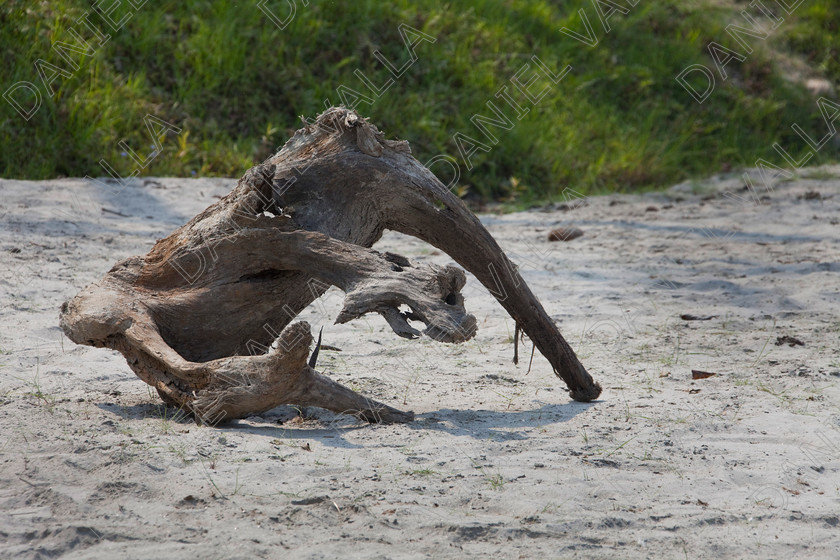 93380 Nepal 
 tree trunk elephant shape 
 Keywords: beach tree trunk elephant holiday beach sand sandy