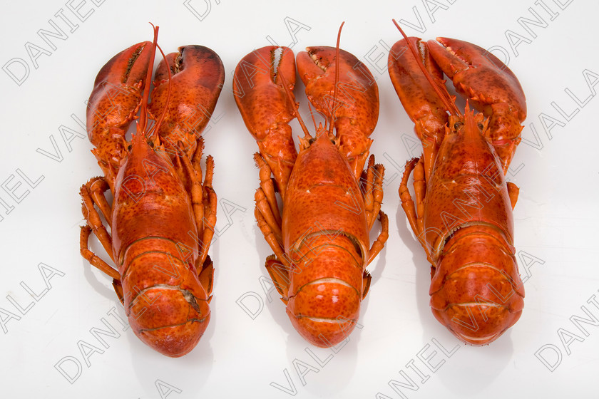 82573 Lobster 
 Coocked red lobster on white background 
 Keywords: Homard seafood crustacean expensive shellfish food protein luxury Lobster Astice Homarus vulgaris claw pinch pince cooking cuisine lobster thermidor recipe recette