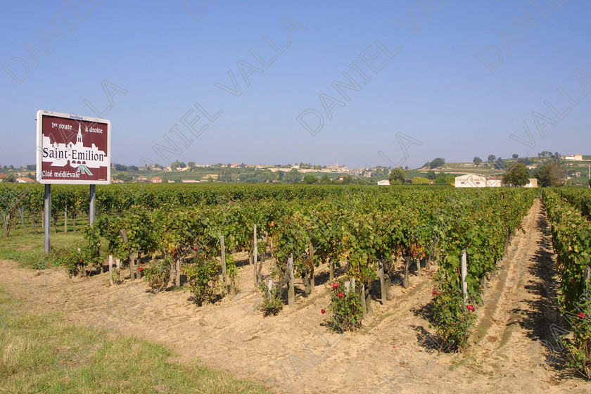 StEmilion vines09777 
 St Emilion Vinyard with ripe Grapes 
 Keywords: wine grape ripe red [saint Emilion], France claret merlot