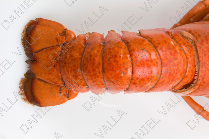 82580 Lobster 
 Coocked red lobster on white background 
 Keywords: Homard seafood crustacean expensive shellfish food protein luxury Lobster Astice Homarus vulgaris claw pinch pince cooking cuisine lobster thermidor recipe recette