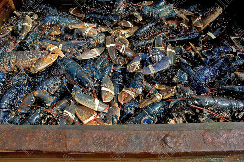 53555Lobsters 
 Lobsters 
 Keywords: lobster seafood Porthgain pembrokeshire sea farming crab claws