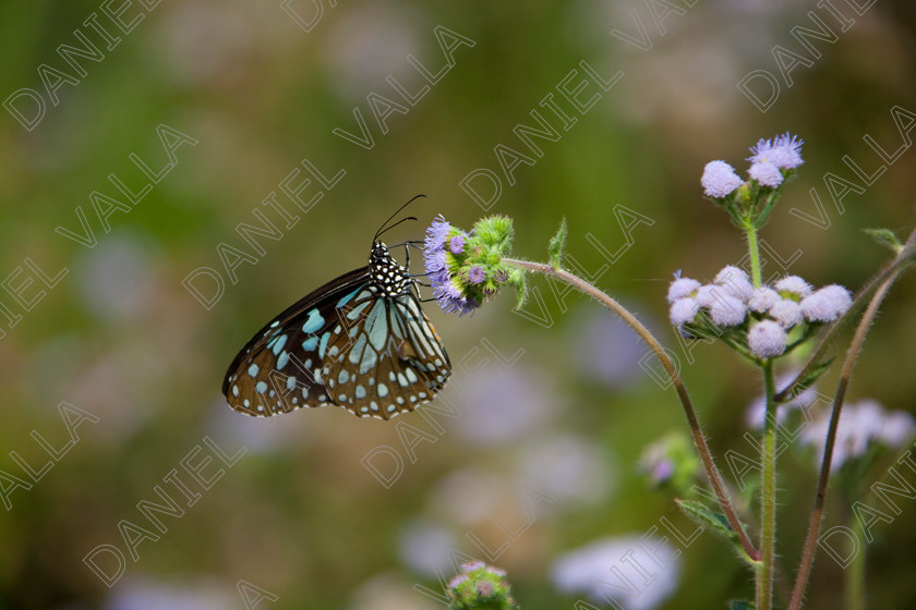 93244 Nepal-Butterfly 
 Butterfly on blue flower 
 Keywords: butterfly flower nectar insect nepal garden brown blue