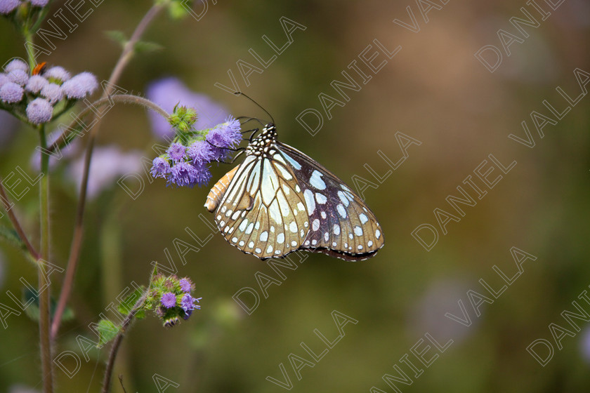 93249 Nepal-Butterfly 
 Butterfly on blue flower 
 Keywords: butterfly flower nectar insect nepal garden brown blue