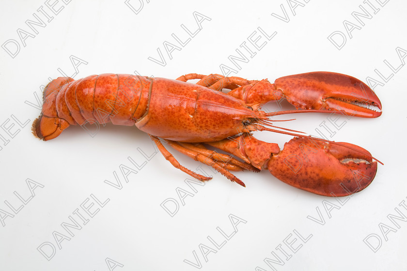 82582 Lobster 
 Coocked red lobster on white background 
 Keywords: Homard seafood crustacean expensive shellfish food protein luxury Lobster Astice Homarus vulgaris claw pinch pince cooking cuisine lobster thermidor recipe recette