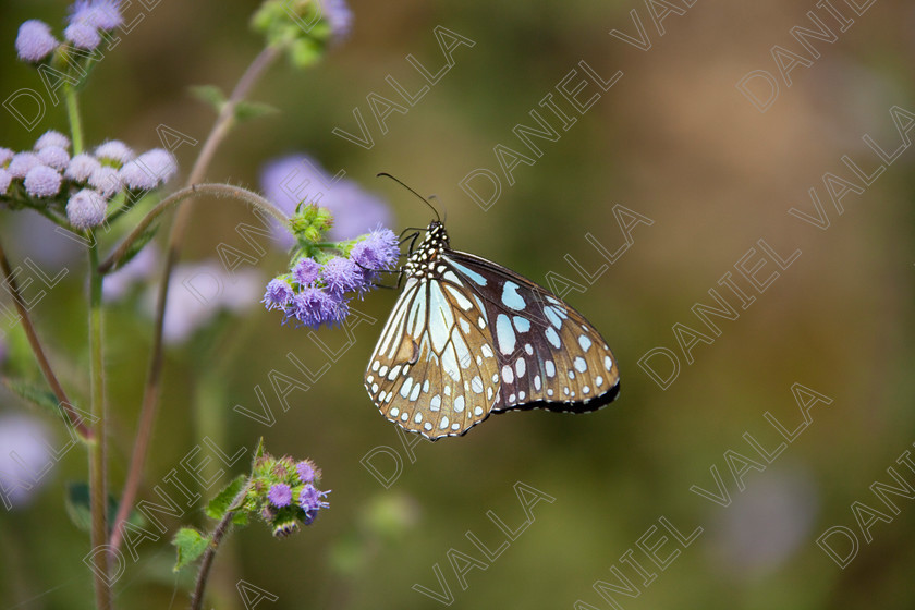 93250 Nepal-Butterfly 
 Butterfly on blue flower 
 Keywords: butterfly flower nectar insect nepal garden brown blue