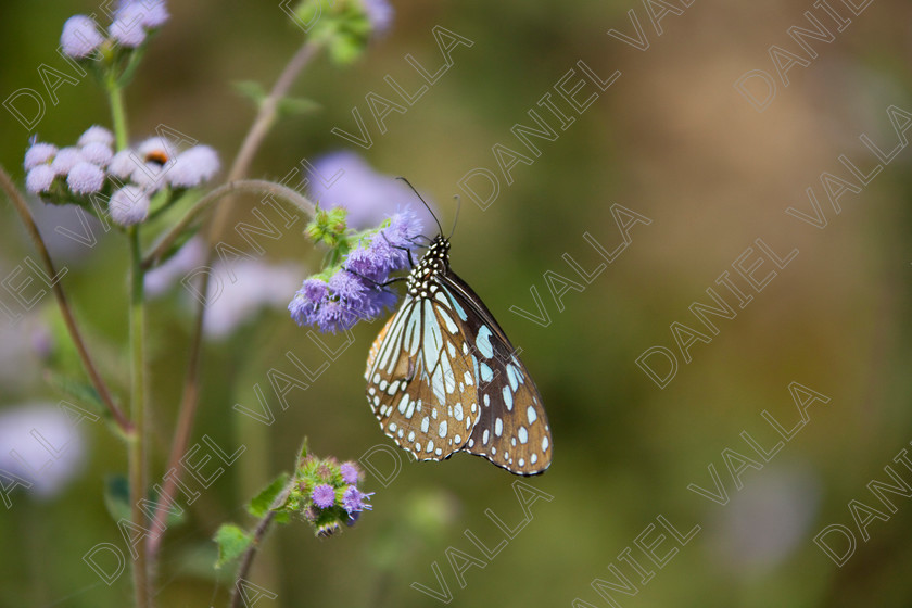 93248 Nepal-Butterfly 
 Butterfly on blue flower 
 Keywords: butterfly flower nectar insect nepal garden brown blue