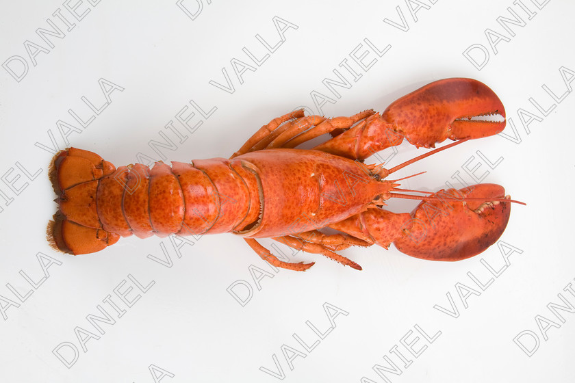 82578 Lobster 
 Coocked red lobster on white background 
 Keywords: Homard seafood crustacean expensive shellfish food protein luxury Lobster Astice Homarus vulgaris claw pinch pince cooking cuisine lobster thermidor recipe recette