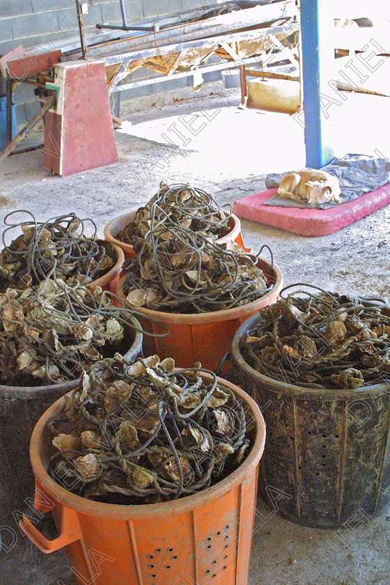 OisterFarm1100 
 Oister Farming Sete France 
 Keywords: Oister ostreiculture farming sea mussels moules huitres mediterranee sea food fish