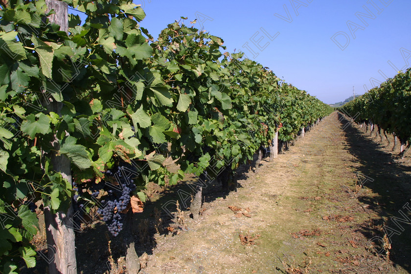 StEmilion vines09770 
 St Emilion Vinyard with ripe Grapes 
 Keywords: wine grape ripe red [saint Emilion], France claret merlot