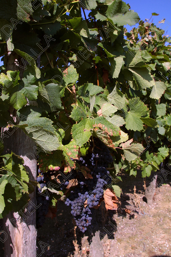 StEmilion vines09771 
 St Emilion Vinyard with ripe Grapes 
 Keywords: wine grape ripe red [saint Emilion], France claret merlot