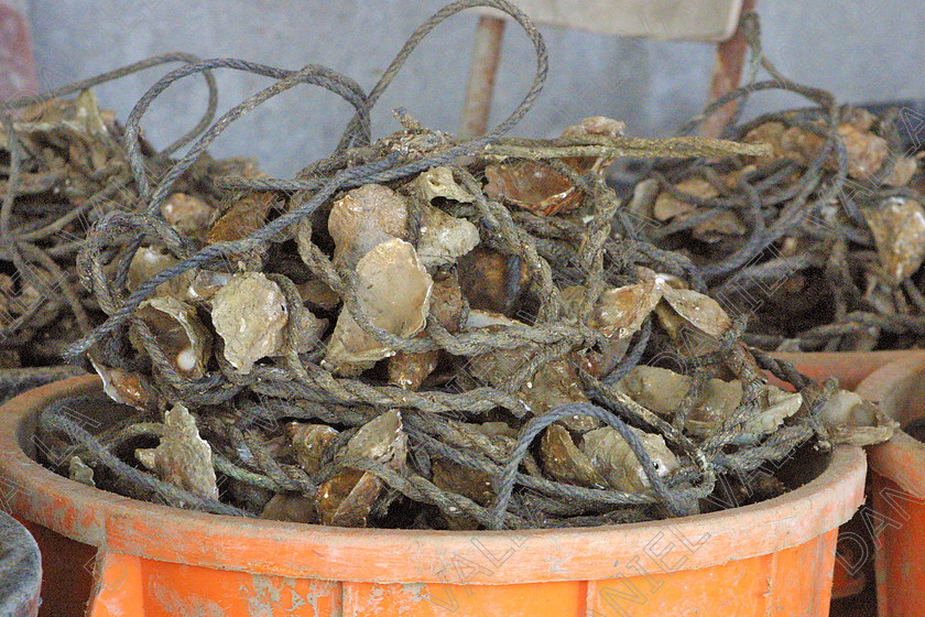 OisterFarm1102 
 Oister Farming Sete France 
 Keywords: Oister ostreiculture farming sea mussels moules mediterranee sea food fish