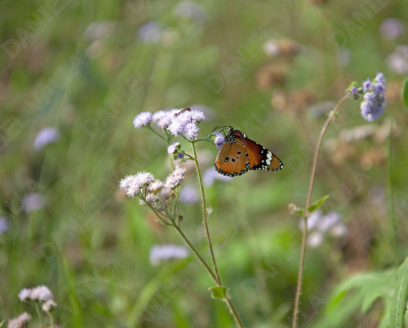 93213 Nepal-Butterfly 
 Female Plain Tiger Butterfly (Danaus chrysippus) feeding on flower 
 Keywords: butterfly tiger flower orange nepal wildlife papillon lepidoptera