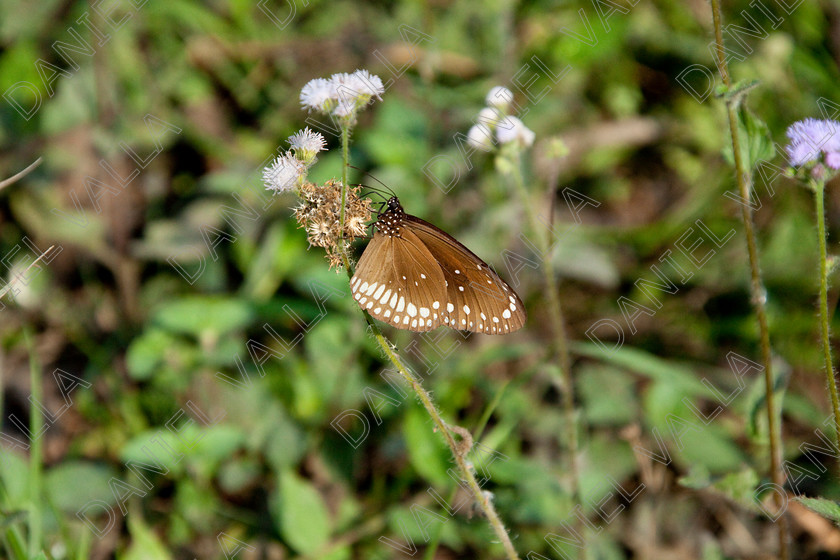 93239 Nepal-Butterfly 
 Butterfly on blue flower 
 Keywords: butterfly flower nectar insect nepal garden brown blue