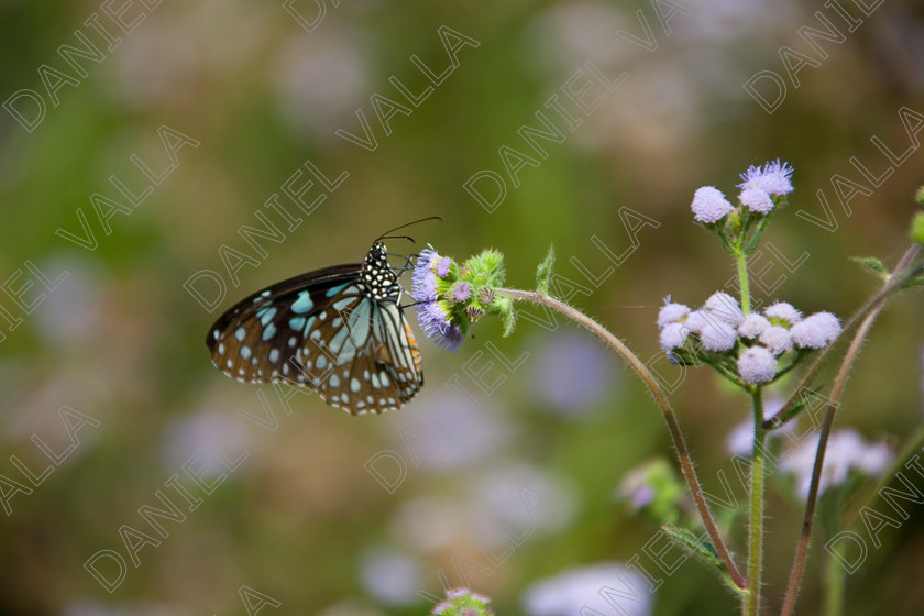 93245 Nepal-Butterfly 
 Butterfly on blue flower 
 Keywords: butterfly flower nectar insect nepal garden brown blue