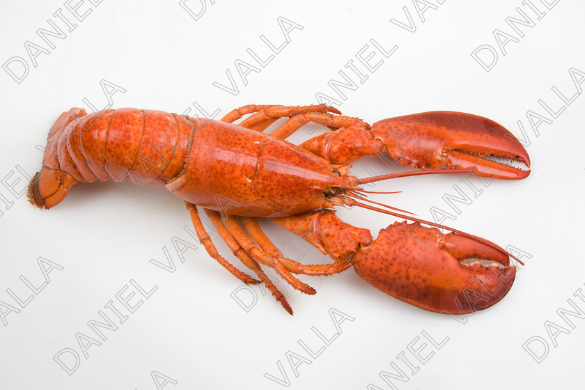 82584 Lobster 
 Coocked red lobster on white background 
 Keywords: Homard seafood crustacean expensive shellfish food protein luxury Lobster Astice Homarus vulgaris claw pinch pince cooking cuisine lobster thermidor recipe recette