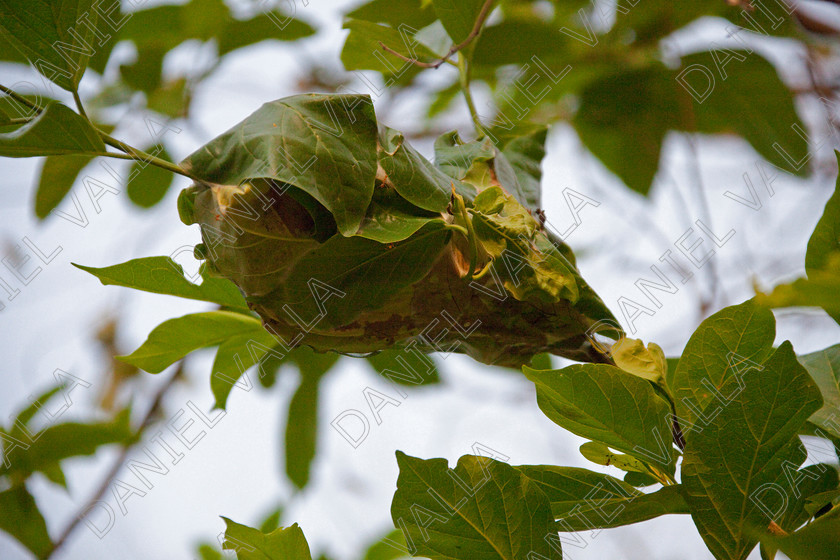 93378 Nepal-Ant nest 
 Ant nest in leaves on tree, Nepal 
 Keywords: Ant nest insect venim nepal forest jungle