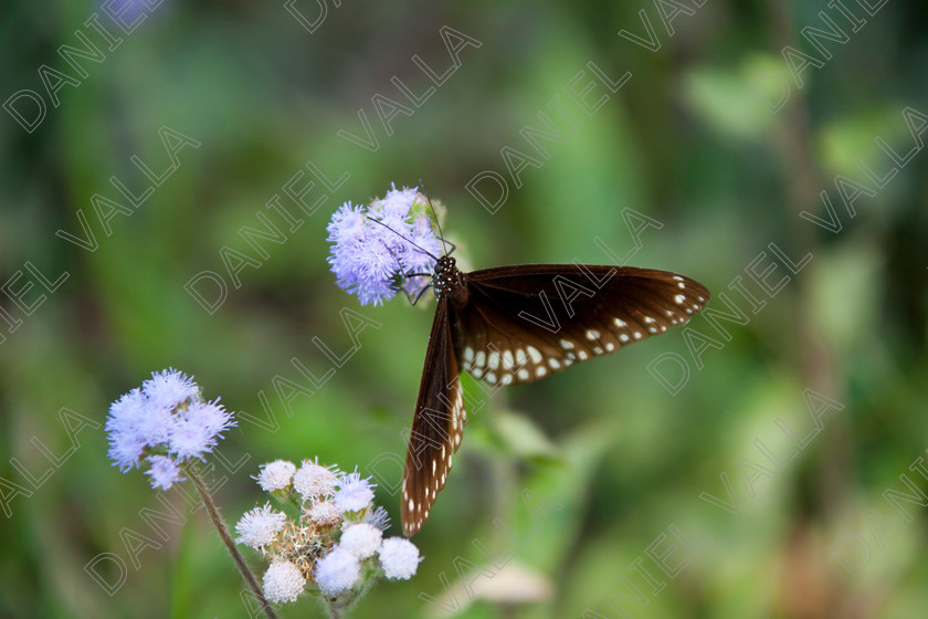 93252 Nepal-Butterfly 
 Butterfly on blue flower 
 Keywords: butterfly flower nectar insect nepal garden brown blue