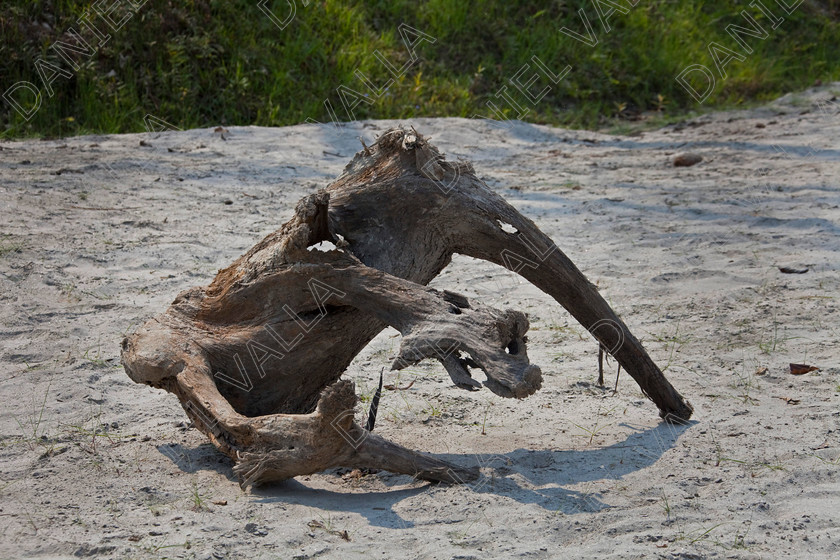 93381 Nepal 
 tree trunk elephant shape 
 Keywords: beach tree trunk elephant holiday beach sand sandy