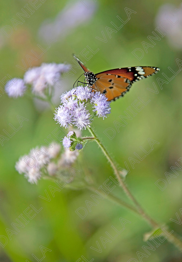 93224 Nepal-Butterfly 
 Female Plain Tiger Butterfly (Danaus chrysippus) feeding on flower 
 Keywords: butterfly tiger flower orange nepal wildlife papillon lepidoptera