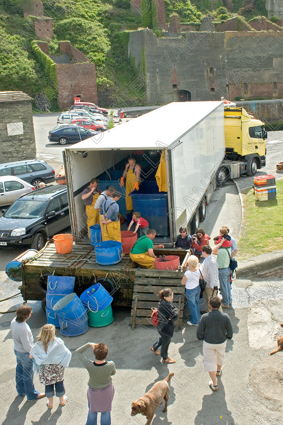 53560 Lobsters 
 Transport export Lobsters from Pembrokeshire 
 Keywords: lobster seafood Porthgain pembrokeshire sea farming crab claws