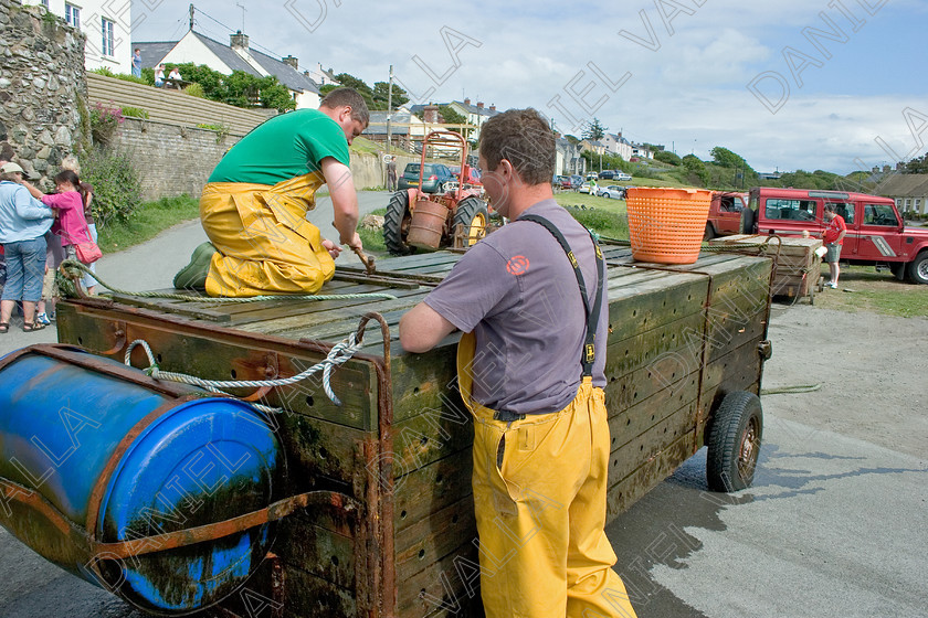 53550 Lobsters 
 Lobsters 
 Keywords: lobster seafood Porthgain pembrokeshire sea farming crab claws