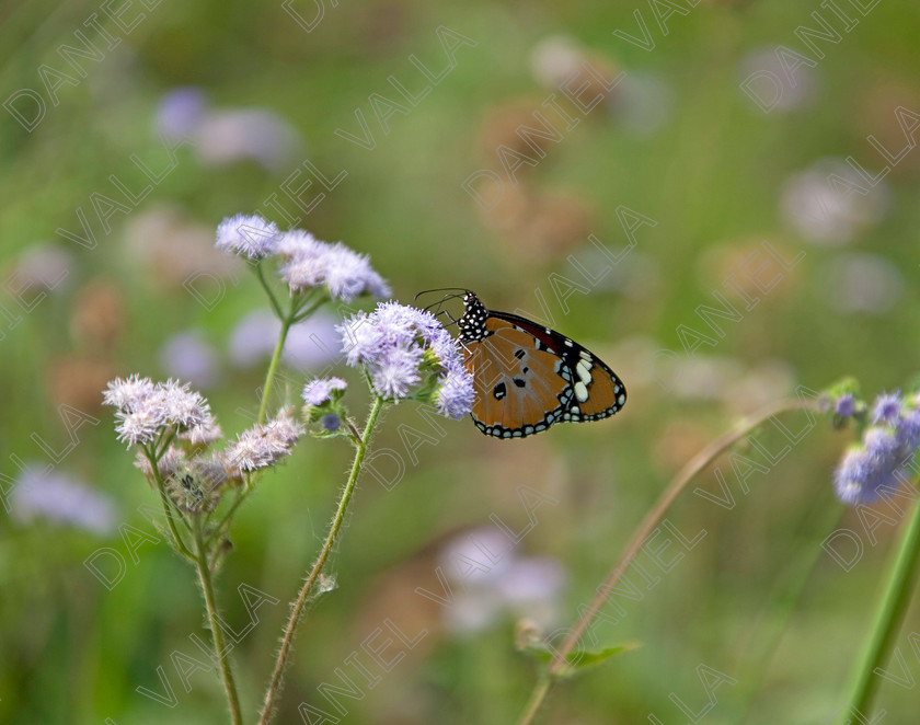 93217 Nepal-Butterfly 
 Female Plain Tiger Butterfly (Danaus chrysippus) feeding on flower 
 Keywords: butterfly tiger flower orange nepal wildlife papillon lepidoptera