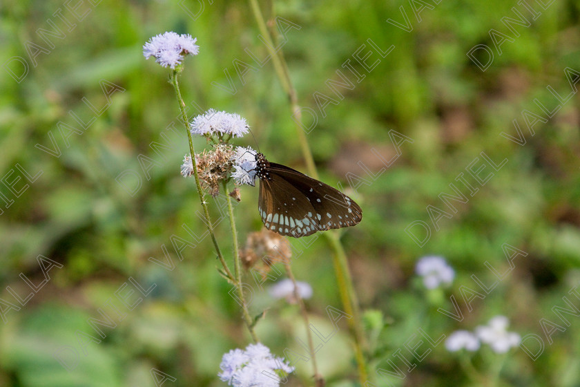 93235 Nepal-Butterfly 
 Butterfly on blue flower 
 Keywords: butterfly flower nectar insect nepal garden brown blue