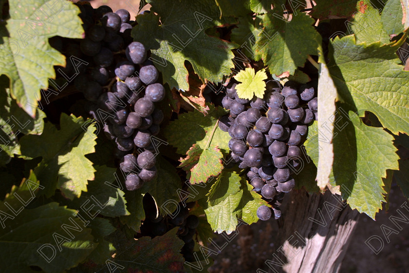 StEmilion vines09775 
 St Emilion Vinyard with ripe Grapes 
 Keywords: wine grape ripe red [saint Emilion], France claret merlot