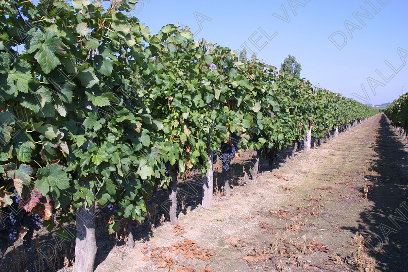 StEmilion vines09769 
 St Emilion Vinyard with ripe Grapes 
 Keywords: wine grape ripe red [saint Emilion], France claret merlot