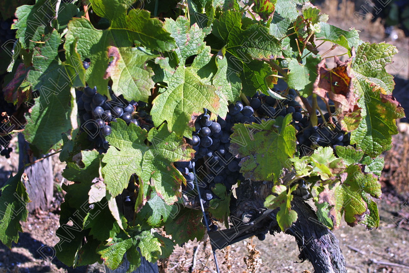 StEmilion vines09768 
 St Emilion Vinyard with ripe Grapes 
 Keywords: wine grape ripe red [saint Emilion], France claret merlot