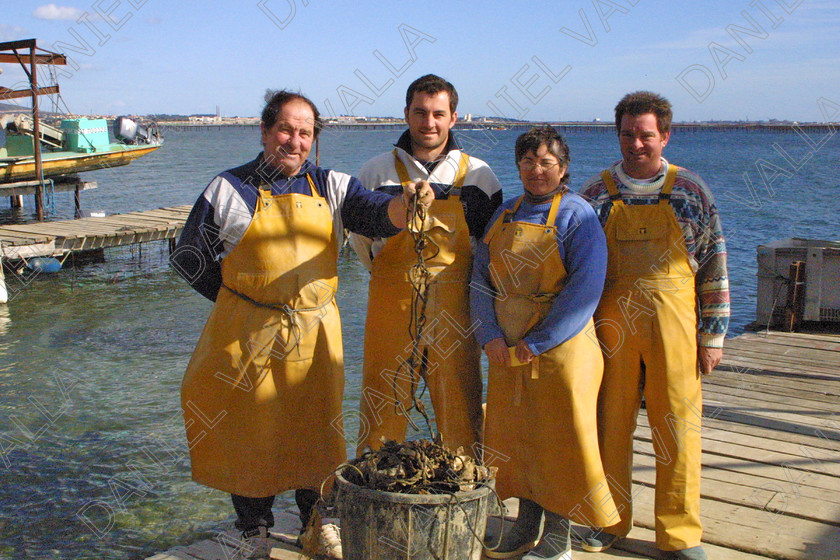 OisterFarm1109 
 Oister Farming Sete France 
 Keywords: Oister ostreiculture farming sea mussels mediterranee sea food fish